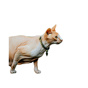 Elegant Sphynx Cat Wearing A Collar, Posing Against A Textured Wall Outdoors. 19720 - Cat PNG image with transparent background